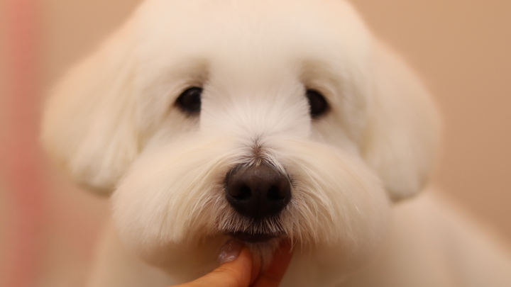 curriculum-petgroomer-kimtaeyeon-3-2.webp