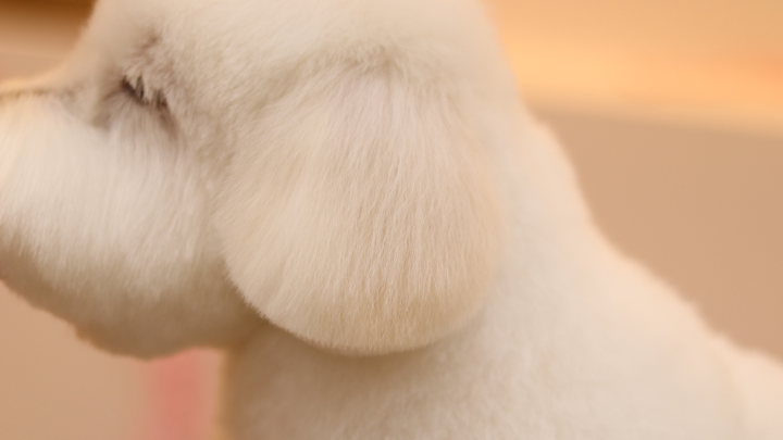 curriculum-petgroomer-kimtaeyeon-3-3.webp