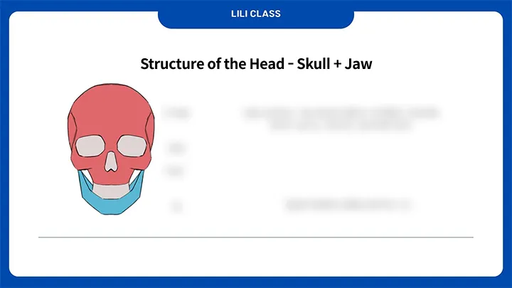 curriculum-illustrator-jeneli-02-01.webp