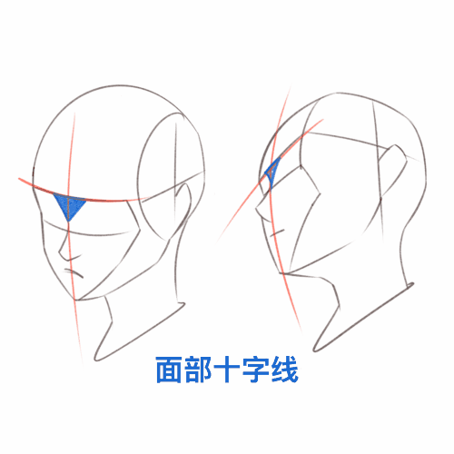 <p><strong>Master Head Anatomy: Precise Bone Structures & Facial Features</strong></p>