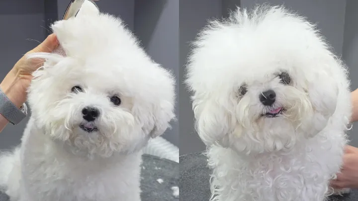 curriculum-petgroomer-jangsena-2-1.webp