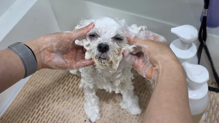 curriculum-petgroomer-jangsena-2-2.webp