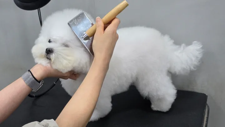 curriculum-petgroomer-jangsena-2-3.webp