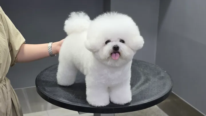 curriculum-petgroomer-jangsena-3-1.webp