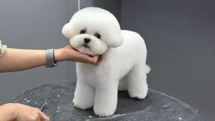 curriculum-petgroomer-jangsena-3-2.webp