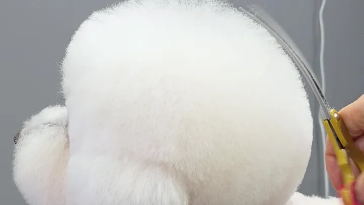 curriculum-petgroomer-jangsena-3-3.webp