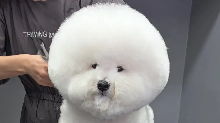 curriculum-petgroomer-jangsena-4-1.webp