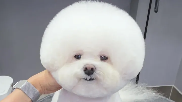 curriculum-petgroomer-jangsena-4-2.webp