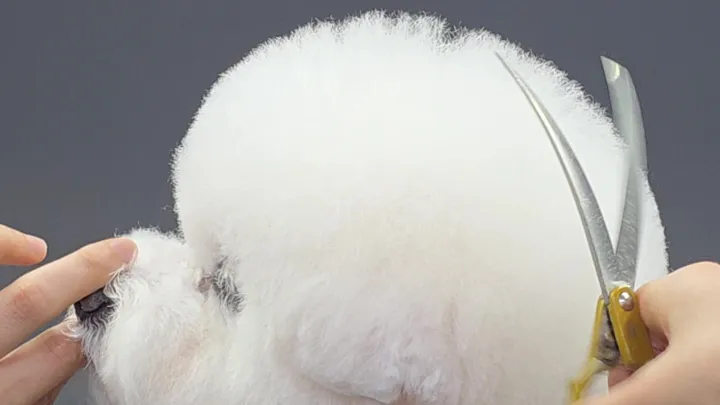 curriculum-petgroomer-jangsena-4-3.webp