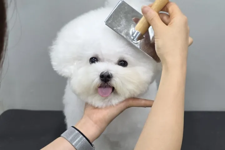 <p>얼굴컷의 완성도를 끌어올리는 비숑 곱슬모 드라이</p>