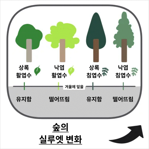 일러스트레이터 kajatony