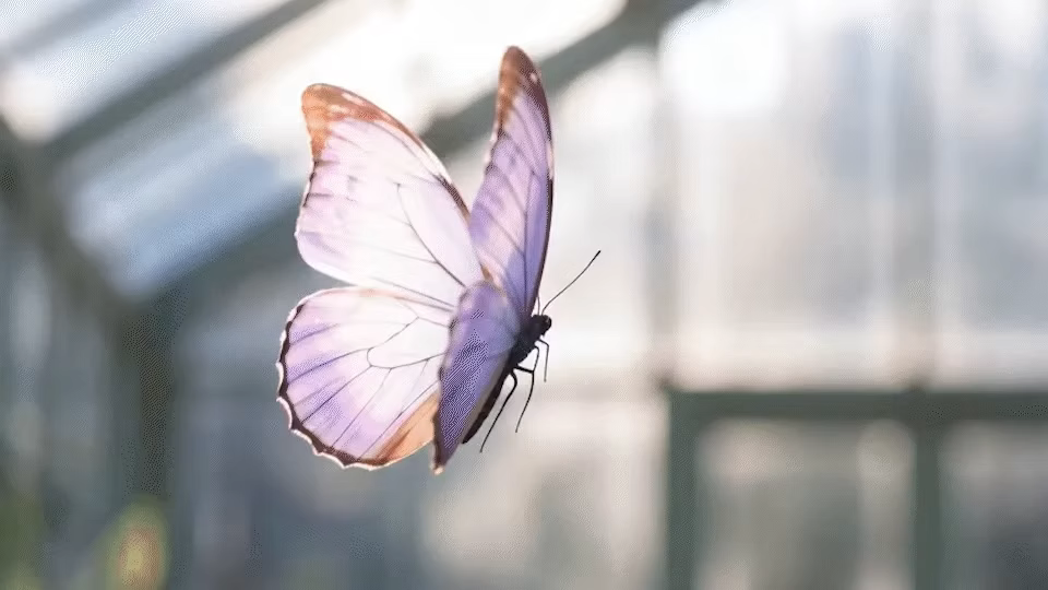 ImageSlide비율, 화질, 오디오 조절까지 가능한, seedance