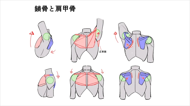 curriculum-illustrator-toshizo-jp-section03.webp