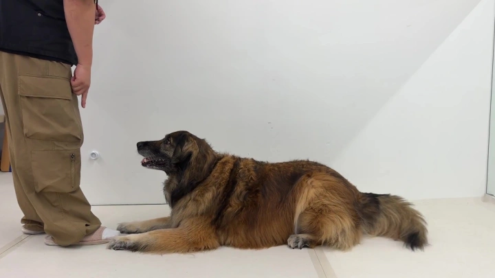 curriculum-dogtraining-dogtodog-section01-1.webp