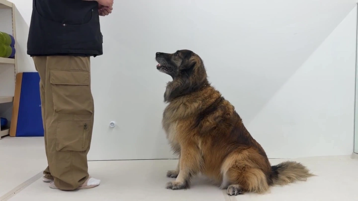 curriculum-dogtraining-dogtodog-section01-2.webp
