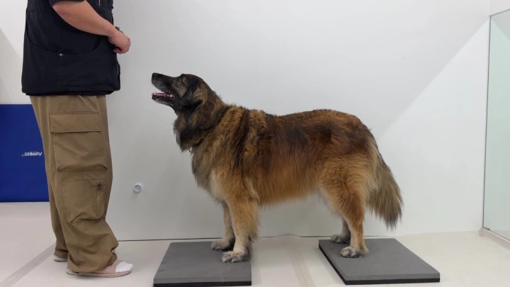 curriculum-dogtraining-dogtodog-section01-3.webp
