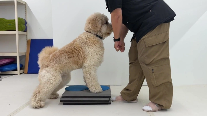 curriculum-dogtraining-dogtodog-section02-1.webp