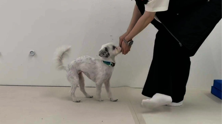 curriculum-dogtraining-dogtodog-section02-2.webp