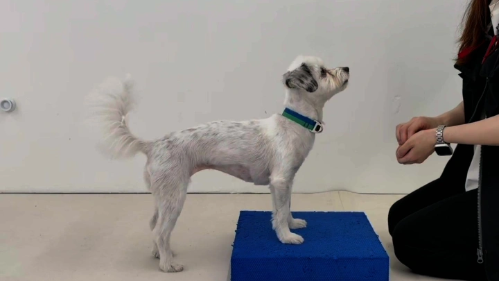 curriculum-dogtraining-dogtodog-section03-1.webp