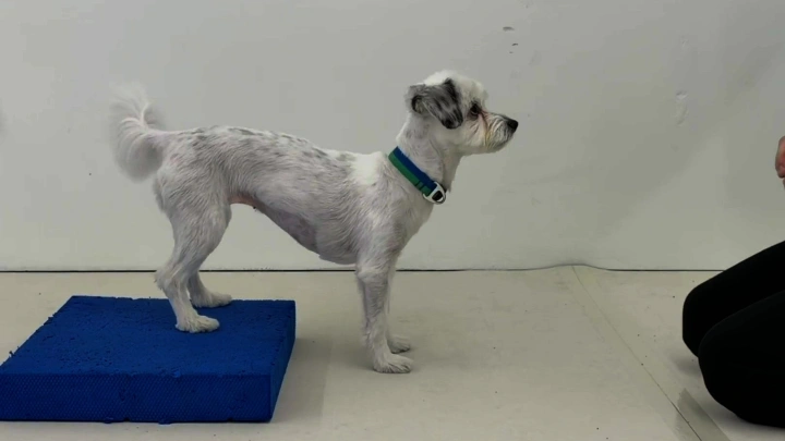 curriculum-dogtraining-dogtodog-section03-2.webp