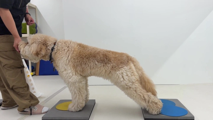 curriculum-dogtraining-dogtodog-section04-1.webp