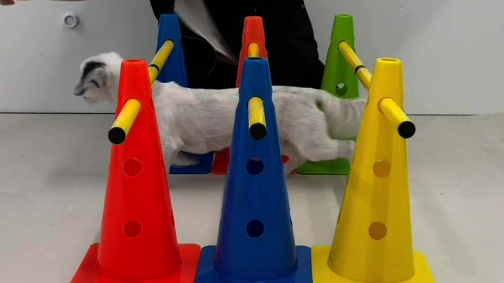 curriculum-dogtraining-dogtodog-section04-2.webp