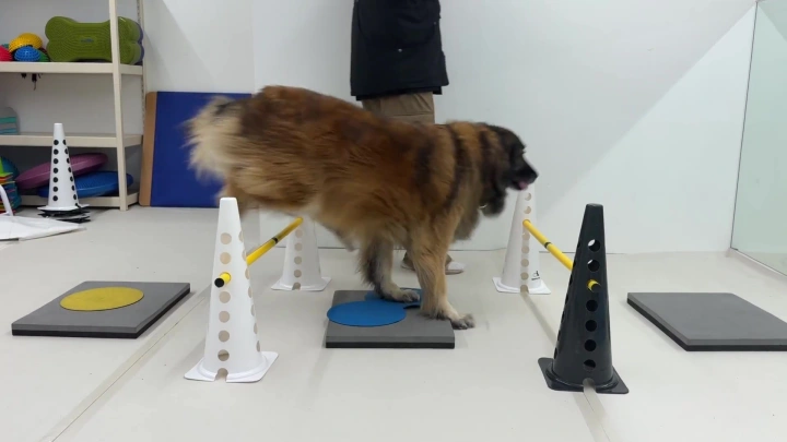 curriculum-dogtraining-dogtodog-section04-3.webp