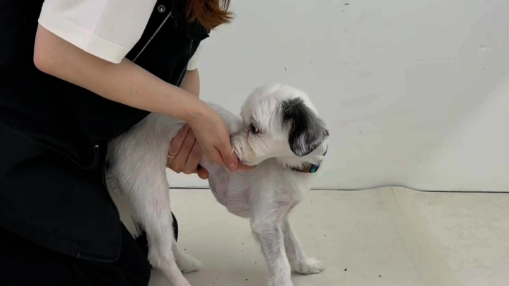 curriculum-dogtraining-dogtodog-section04-4.webp