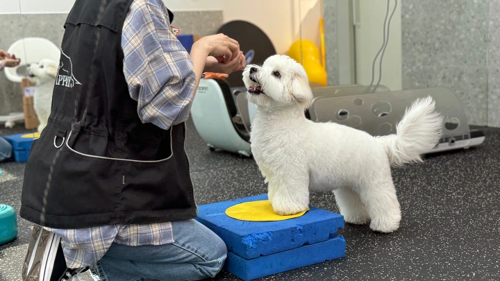 curriculum-dogtraining-dogtodog-section07-2.webp