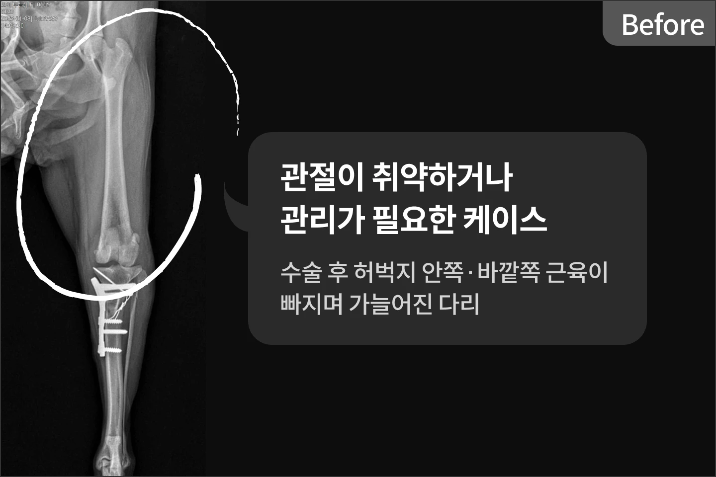 반려견 교육 센터, 독투독