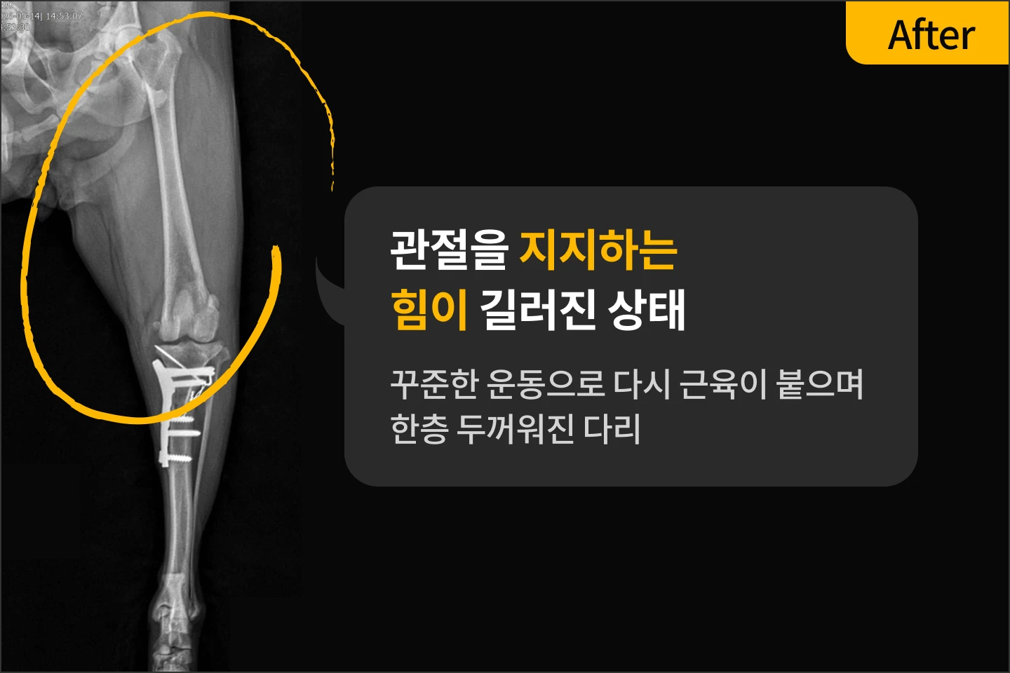 반려견 교육 센터, 독투독