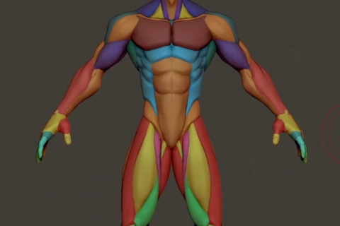 <p><strong>Anatomy &amp; Base Structure</strong></p>