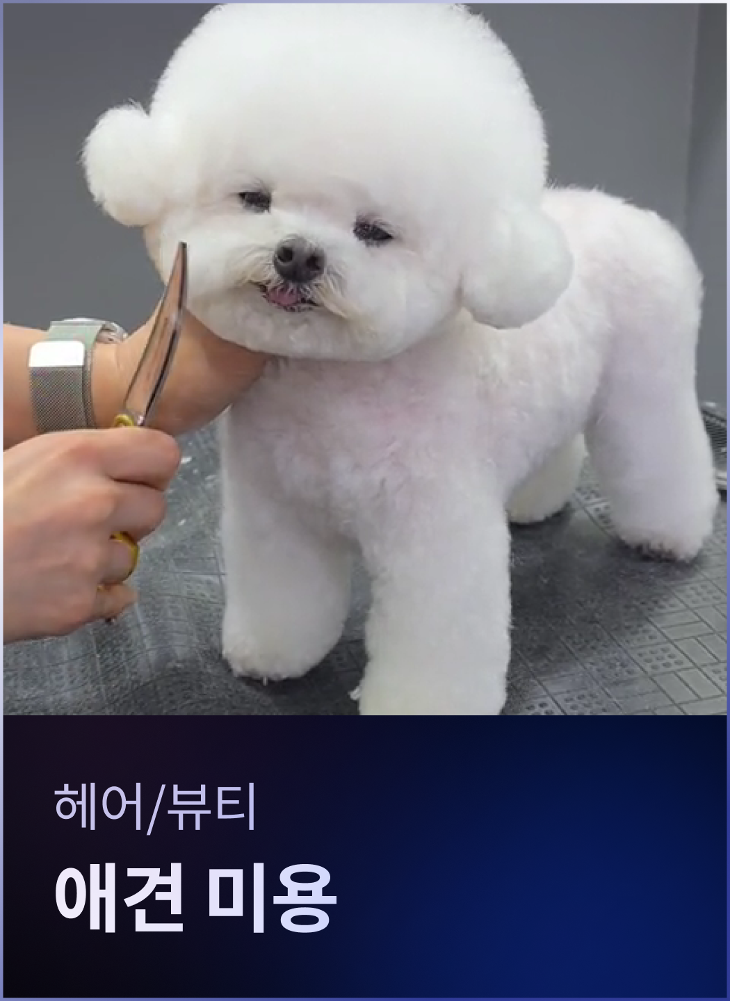 애견미용