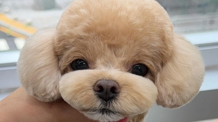 curriculum-petgroomer-leedaeun-section01-1.webp