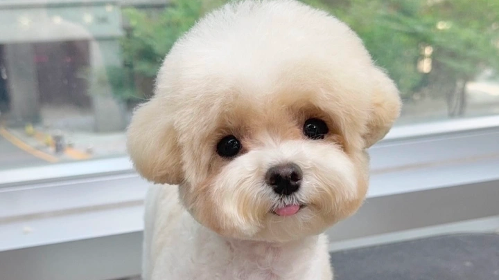 curriculum-petgroomer-leedaeun-section01-2.webp