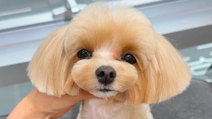 curriculum-petgroomer-leedaeun-section01-3.webp