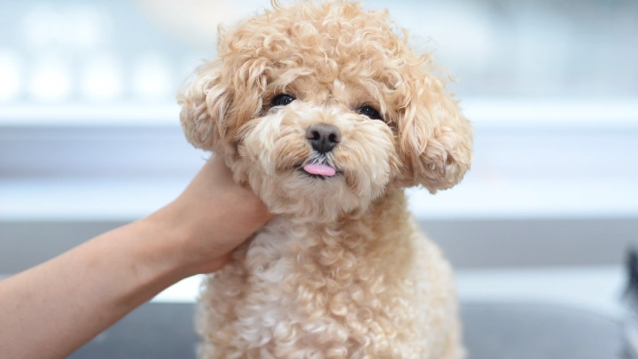curriculum-petgroomer-leedaeun-section02-1.webp
