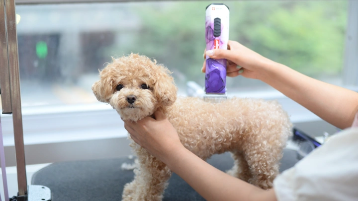 curriculum-petgroomer-leedaeun-section02-2.webp