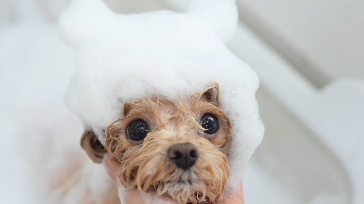 curriculum-petgroomer-leedaeun-section02-3.webp