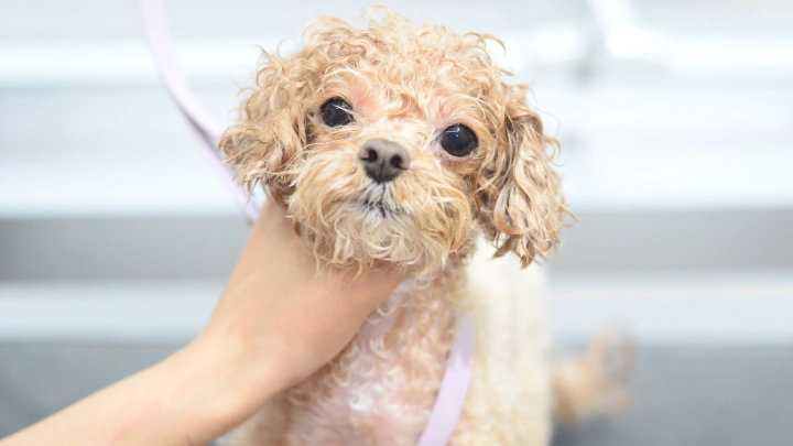 curriculum-petgroomer-leedaeun-section02-4.webp