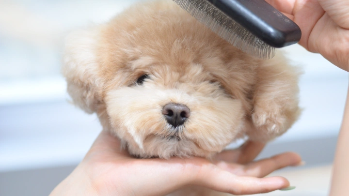 curriculum-petgroomer-leedaeun-section03-1.webp