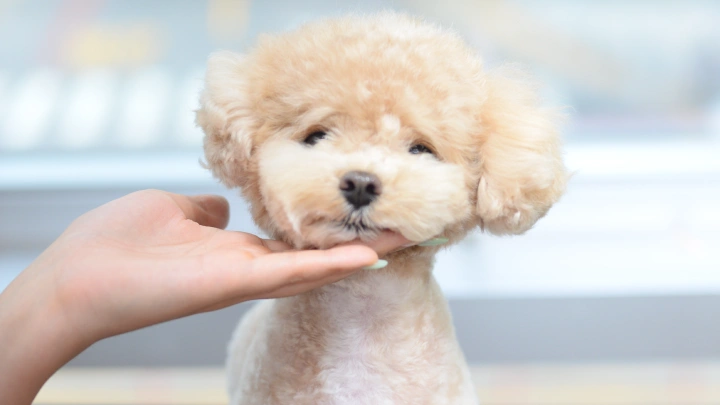 curriculum-petgroomer-leedaeun-section03-2.webp