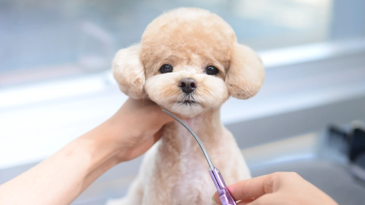 curriculum-petgroomer-leedaeun-section03-3.webp