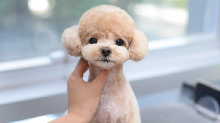 curriculum-petgroomer-leedaeun-section03-4.webp