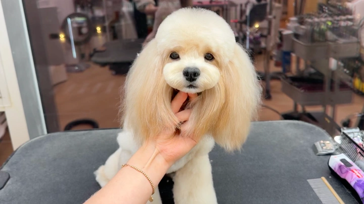 curriculum-petgroomer-leedaeun-section04-1.webp
