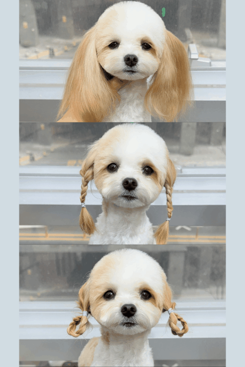 애견미용사 이다은		