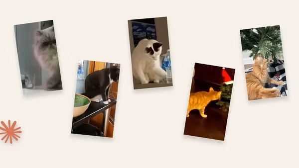 ImageSlide<b>STEP 1.</b> 영상 확인하기