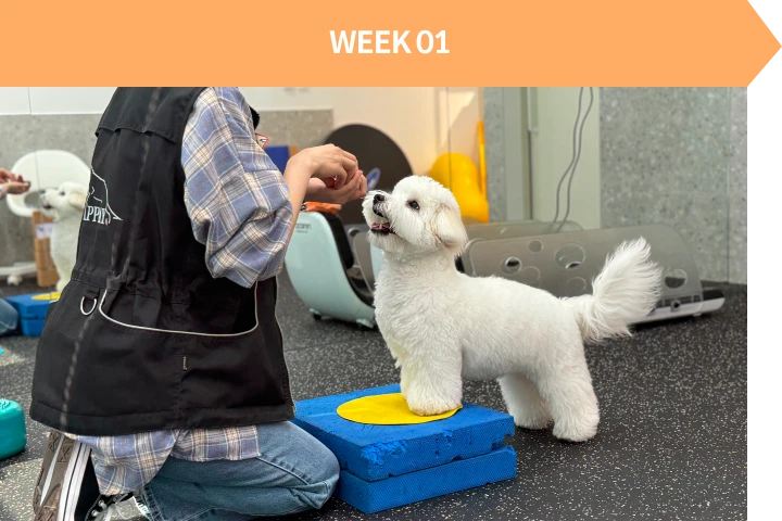 반려견 교육 센터, 독투독 로드맵