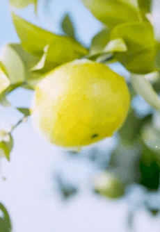 ImageSlide