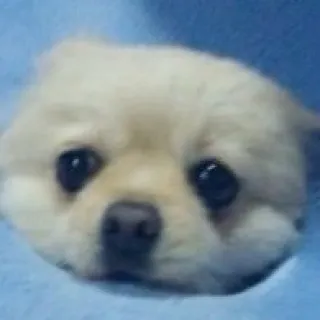 키시